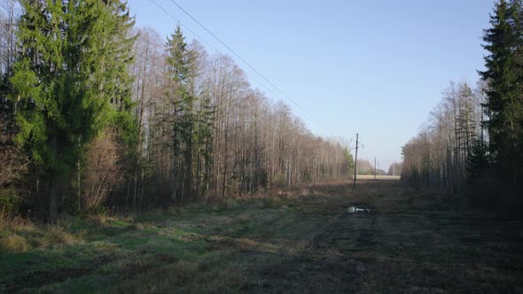 Power Line in a Clearing in a Wooded Area alt