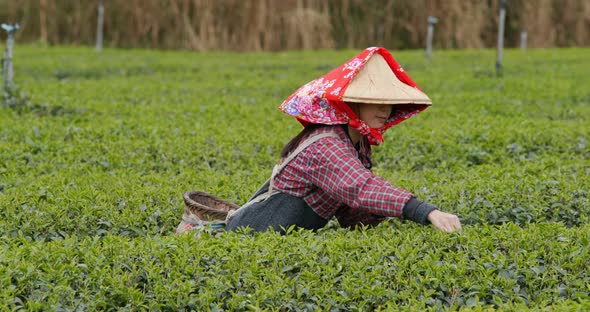 Woman pick green leave in the tea farm alt