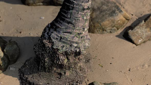 Closeup of a Palm Tree Trunk at Caribbean Sand Beach alt