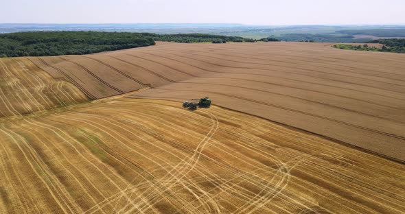 Countryside. The Combine Harvests Grain Crops