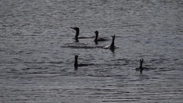 Large Flock of Cormorants Hunting Fish in Slowmo
