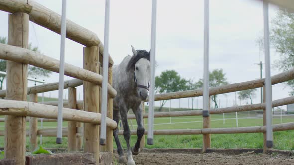 Training in a strong horse walker alt