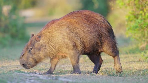 A pregnant mother capybara, hydrochoerus hydrochaeris walking across, suddenly stop and scratch its alt