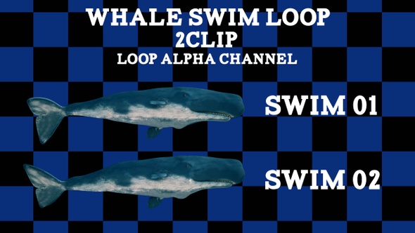 Whale Swim 2 Clip Loop