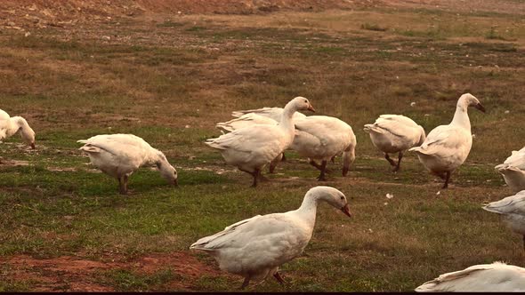 Geese are Walking on Green Grass.