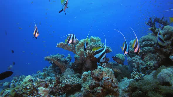 Tropical Reef Underwater Life alt