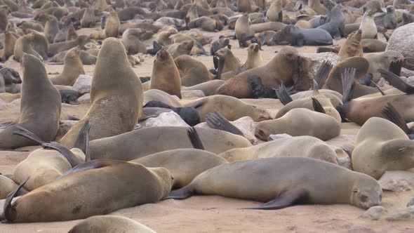 Big sea lion colony at Cape Cross Seal Reserve  alt