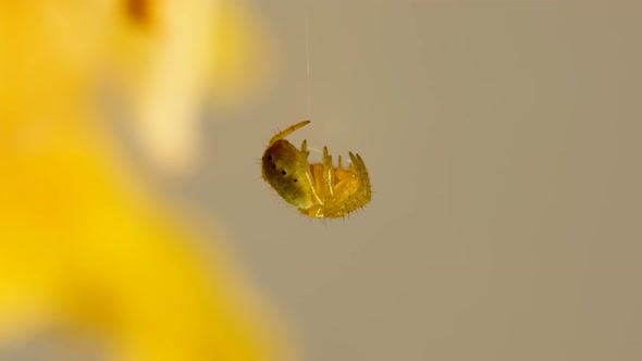 Spider Sleeping Hanging Out On His Web Thread Loop Macro 2x 4k