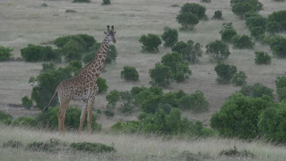 Masai giraffe and green bushes alt