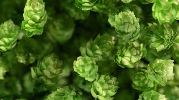 Super Slow Motion Detail Shot of Fresh Green Hops Flying Towards Camera at 1000 Fps alt