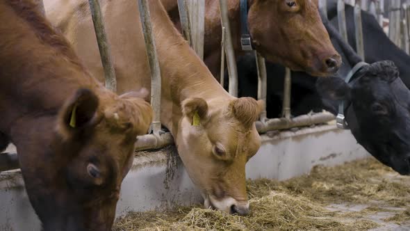 Beef cattle standing in indoor pens being fattened up with hay; beef industry alt