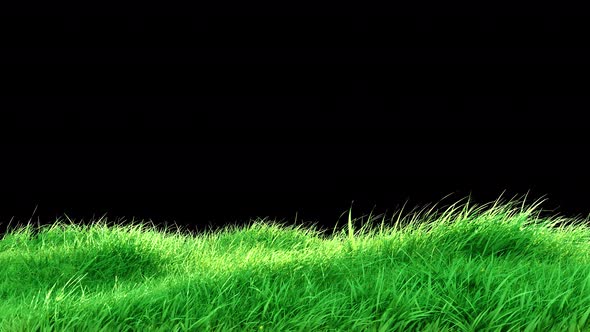 Grass Wind Loop 4K, Motion Graphics | VideoHive