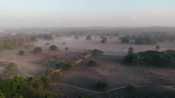 Blooming Heather in the NetherlandsSunny Foggy Sunrise Over the Pink Purple Hills at Westerheid Park alt