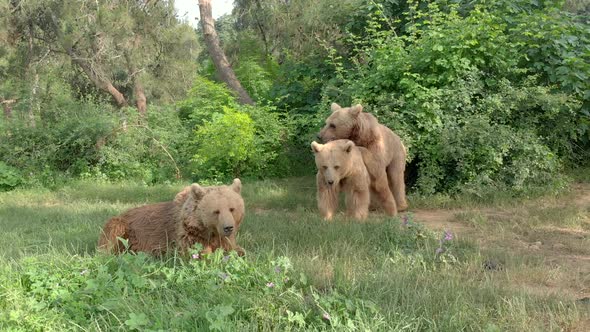 Aerial Wild Bears Mating in Natural Habitat Forest alt