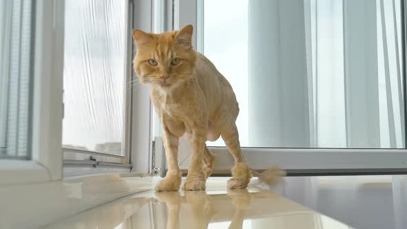 Trimmed Cat with Ginger Fur is Sitting on Windowsill After Grooming and Trimming During Summer alt