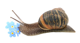Garden snail