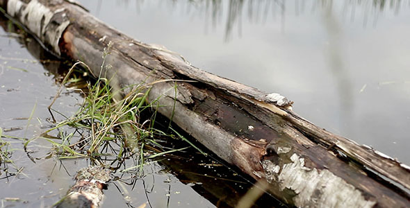 Birch Log In Water alt