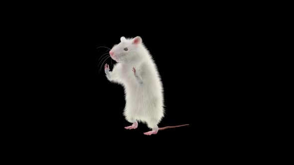 Rat Dancing Hd, Motion Graphics | VideoHive
