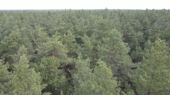 Trees in a Pine Forest During the Day Aerial View alt