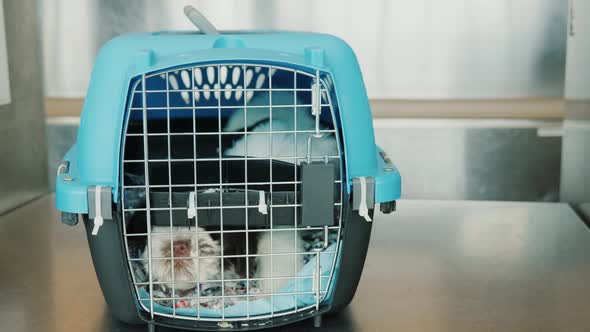An Agitated Puppy in a Cage for the Transport of Live Animals alt