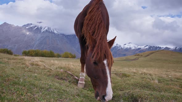 Brown horse grazing in the pasture alt