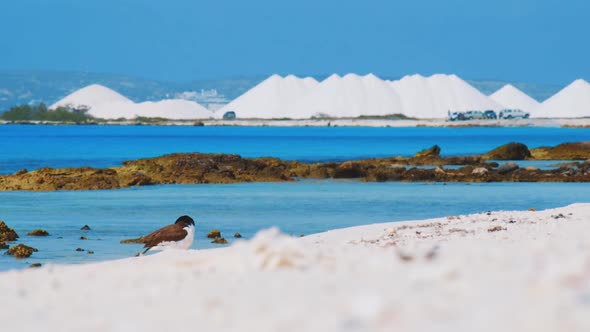 An Oystercatcher Bird Preening Itself At The Beach In Bonaire, Kralendijk With Piles Of Salt In The alt