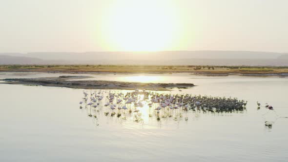 Drone Video of Wildlife De Flamingos on an Island in a Lake at Sunset alt
