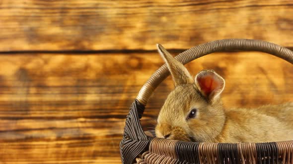 a Small Beautiful Fluffy Brown Rabbit Sits in a Wicker Basket and Looks Out of It Wiggling Its Ears alt