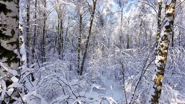 Snowy Winter Forest. Span Between Trees on Drone Copter