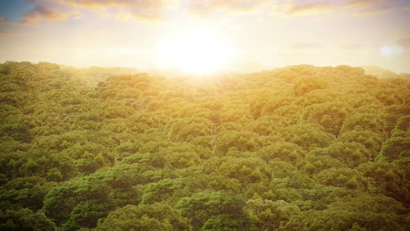 Aerial Over Forest At Sunset alt