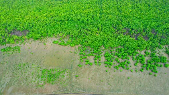 Aerial view from a drone over a green forest in a mangrove forest alt