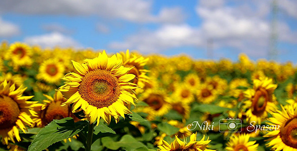 Sunflower Field In Summer