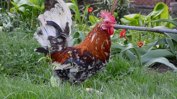 A Rooster Peck Food 01