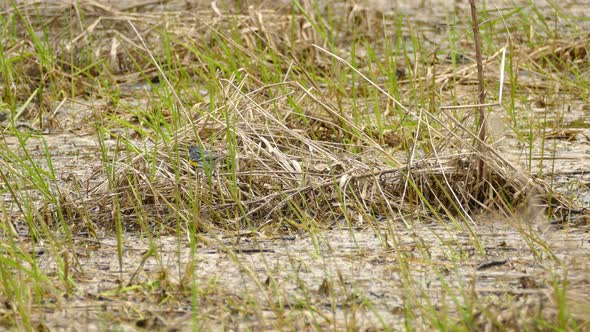 Western Kingbird, bird hops around grass thicket, looking for food. alt