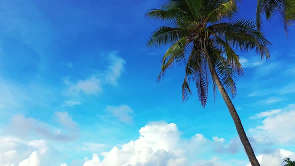 Palm trees with green leaves on bright blue sky background with white clouds in Fiji islands, copy s alt