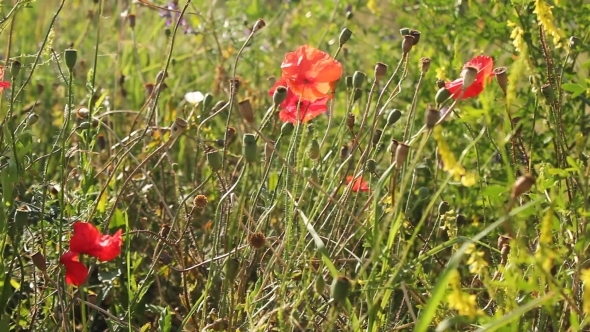 Wild Poppy