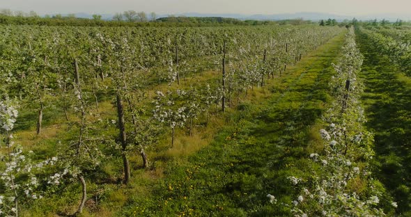 Aerial View of Apple Orchard Blooming alt