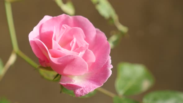 Shallow DOF pink Rosa plant in the garden 4K 2160p 30fps UltraHD footage - Close-up of climber Rose  alt