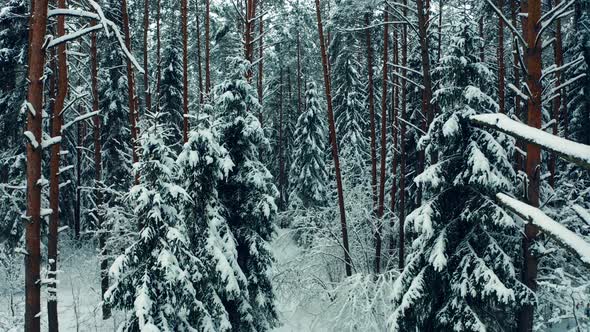 Winter forest camera movement between snowy trees