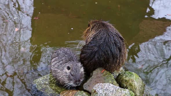 Nutria sit on stones by the water and wash alt