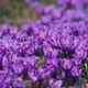 Flowering Spring Meadow - VideoHive Item for Sale