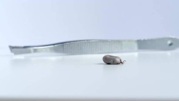Crawling Tick on A White Background and Tweezers