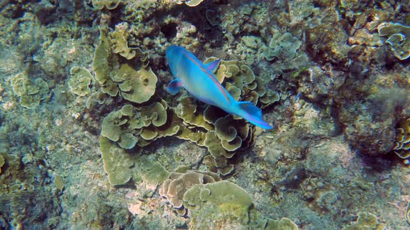 Underwater Filming of Large Flock of Colorful Tropical Sea Fish in Andaman Sea alt