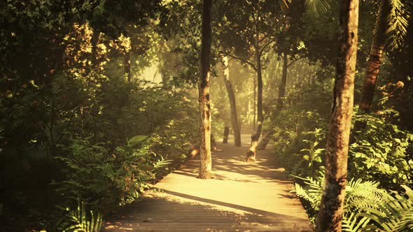 Wooden Walking Way Leading Through Beautiful Autumn Forest alt