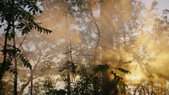 Sunset Light Breaks Through Tree Branches Creating Fog alt