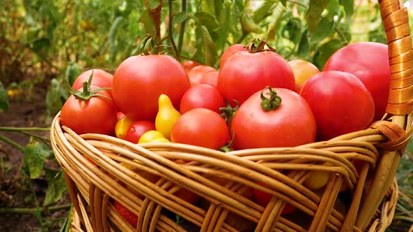 Basket with Ripe Red Tomatoes in the Garden