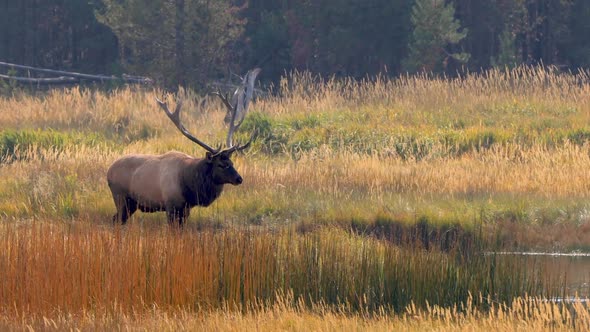 Wild elks in Yellowstone National Park alt