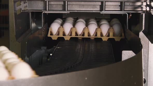 Tray with white eggs entering machine in food factory alt