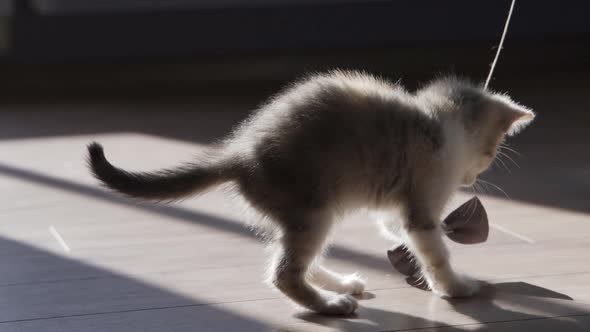 A Mischievous Kitten Plays with a Bow on a String in the Sunbeams on the Floor