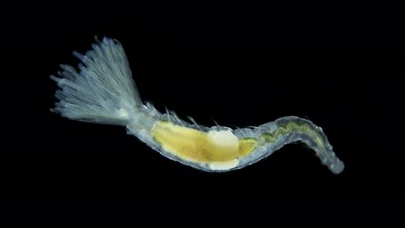 Polychaeta worm, family Sabellidae under a microscope. Filter alt